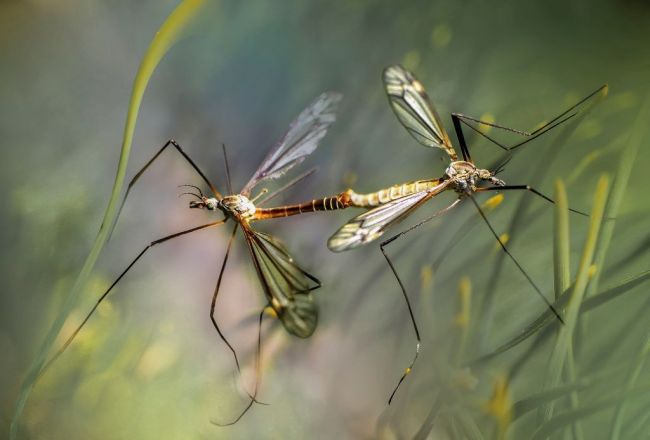 Środki owadobójcze – co powinniśmy o nich wiedzieć?